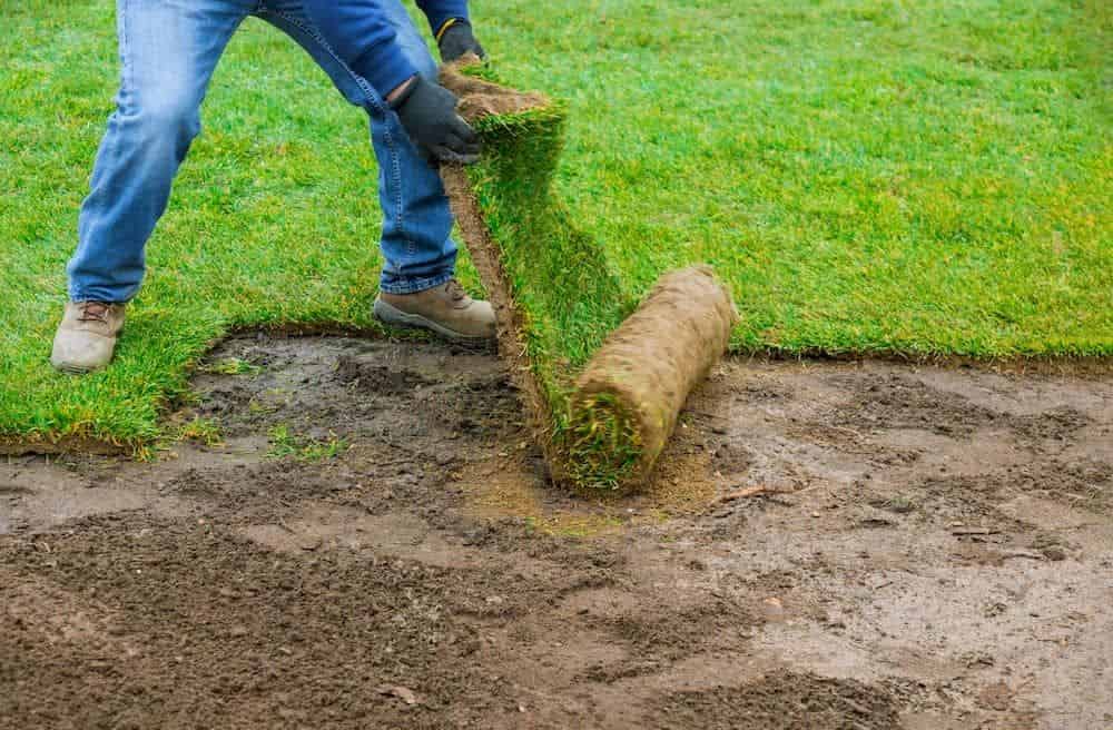 Sod image